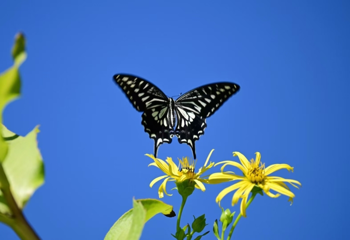 段成武 花香蝶舞.jpg